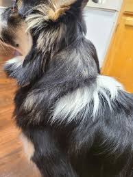 Favn, Sable, Tan points or solid black (A-locus)