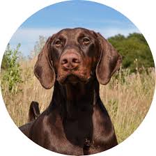 Brown coat (B-locus)