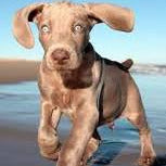 Dilute coat color (D-locus)