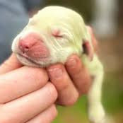 Color intensity (I-locus)