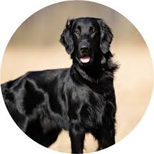 Dominant black (K-locus)