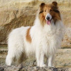 White Spotting (S-locus)