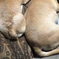 Short tail (Bob tail)